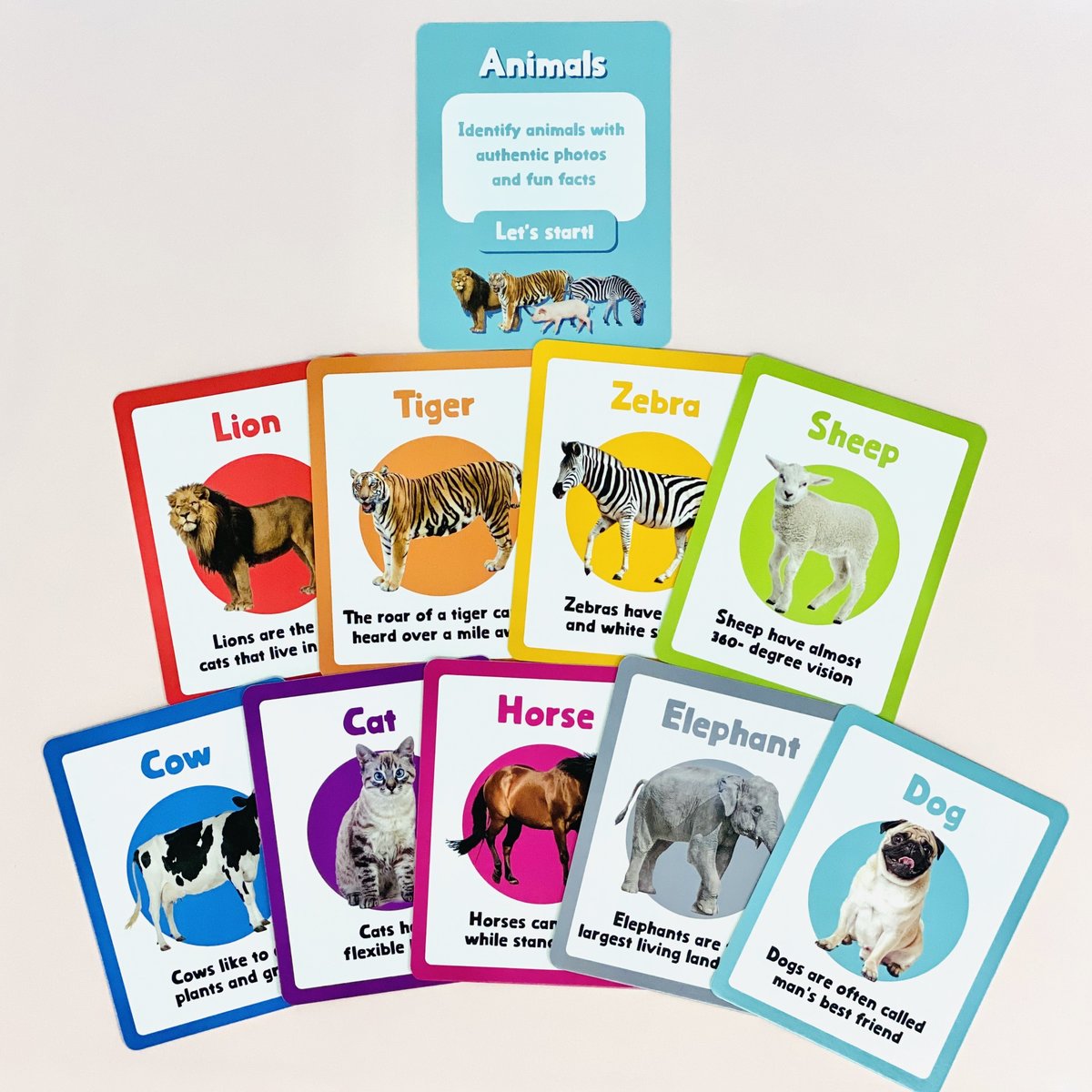 Curios Flashcard(SG)